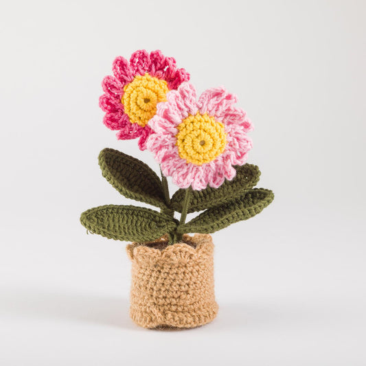 Blush Daisy Duo Pot