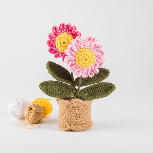 Blush Daisy Duo Pot