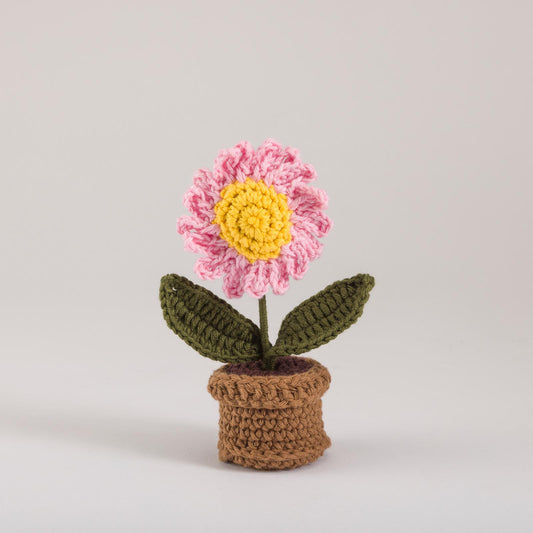 Blush Daisy Bloom Pot